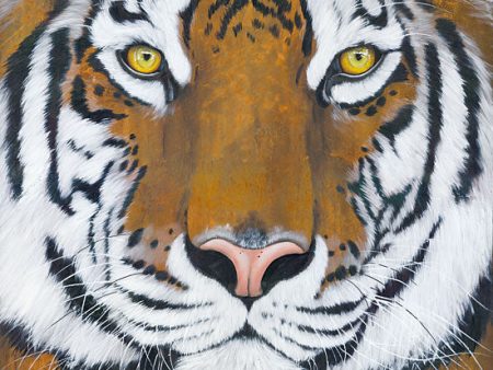 BHAR464 - Tiger Gaze - 12x12 Sale